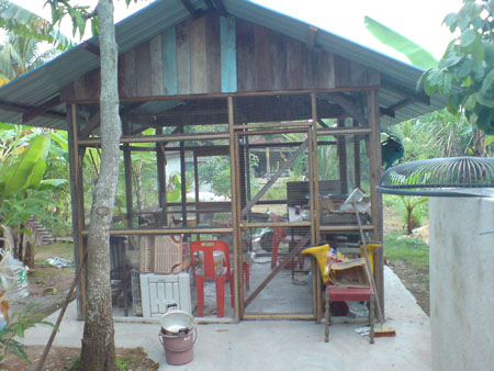 Ini merupakan rumah kucing yang dibina di kg aku di Muar. Rumah kecil ini juga dikongsi oleh ayam dan ini membuktikan kucing dan ayam boleh hidup harmoni walaupun di bawah satu bumbung.